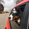 Dog Goggles for Small Breed Dog Sunglasses Dog UV Sunglasses Windproof Soft Frame Adjustable Straps for Small/Medium Dogs Puppy 2