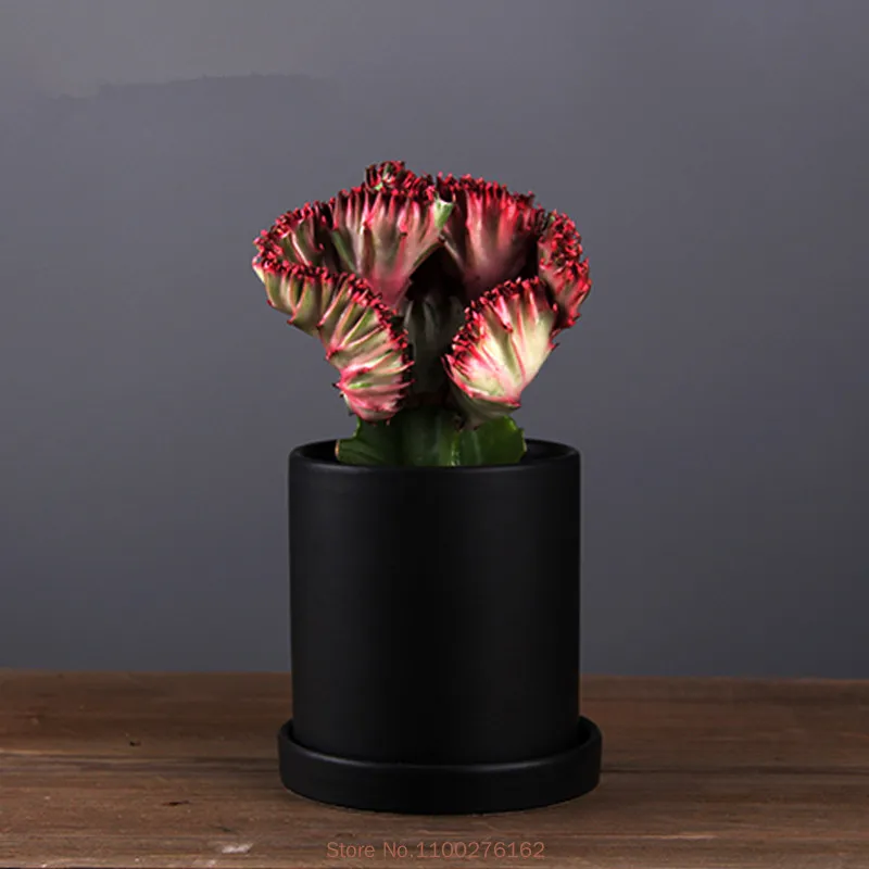 1pc Nordic Style Black and White Matt Ceramic Succulent Orchid Pot With Tray Planter Holder  Flower Pot Hole in the Bottom