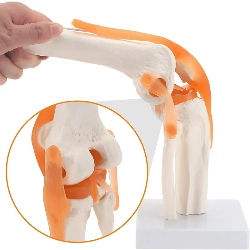 1:1Flexible Human skeleton Knee Joint Anatomy Model with Femur Tibia and Fibula Bone anatomical knee joints Medical Teaching