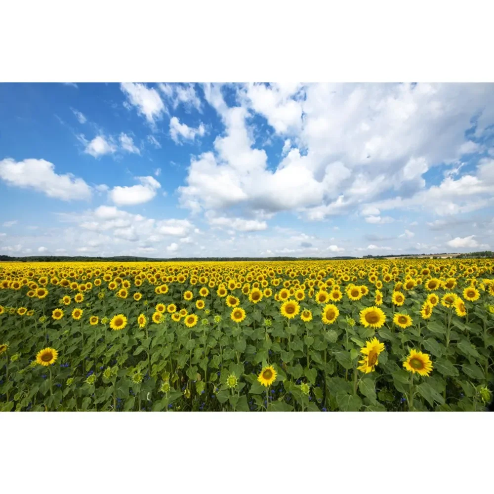 thumbnail image 1 of MOON.QG Fondo de fotografía de campo de granja de primavera, paisaje de pastizales con girasoles, fondo para sesión fotográfica de fiesta, decoración personalizada, accesorios para fotos, 1 of 5