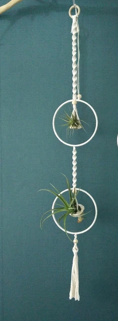 Air Plant Holder H