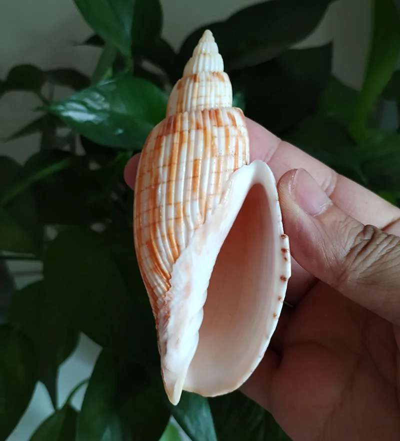9-11CM Corn Scroll Snail Real Sea Shell Lyria Kurodai Conch Wedding Table Decoration Specimen Conch DIY House Office Decor