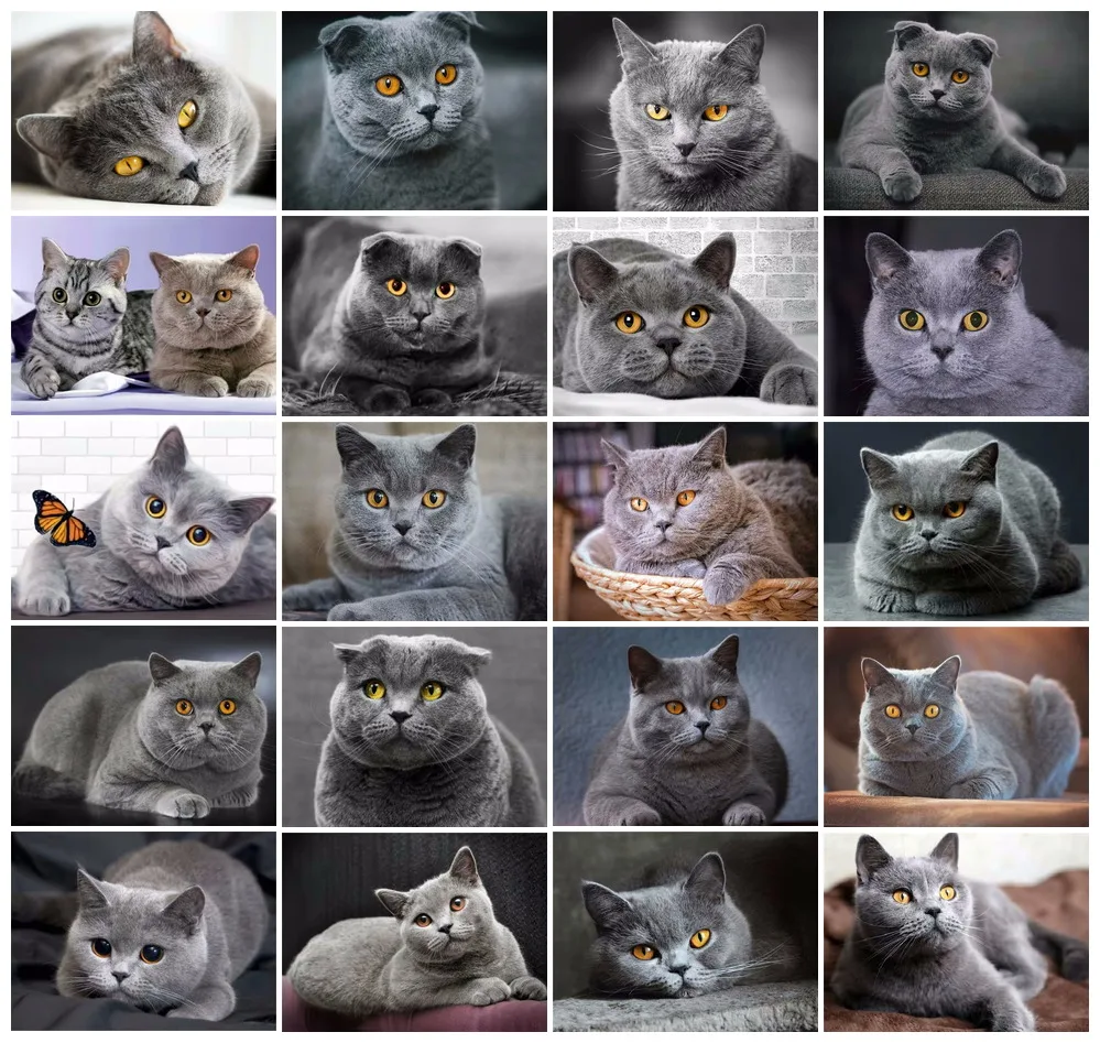 English Shorthair Cat 5D DIY Diamond Painting Cute Pet Diamond Embroidery Cross Stitch Animal Pattern Home Wall Decor Handmade