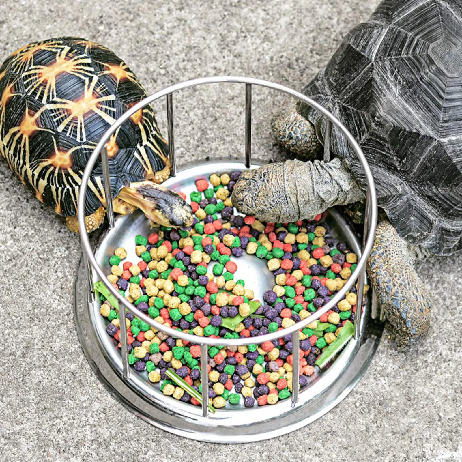 Amphibians Reptiles Feeder Water Bowl Reptile Stainless Steel Feeding