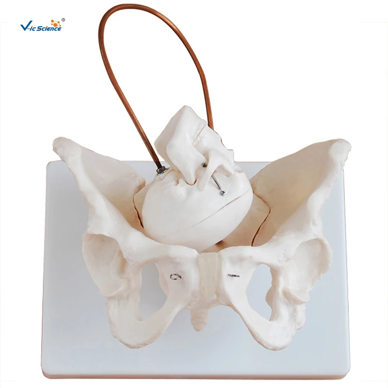 

Birth Demonstration Model and Female Pelvis Anatomic Model