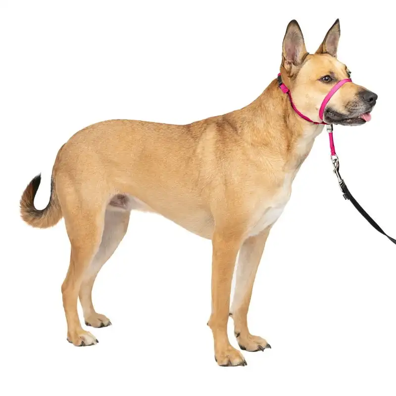 

Leader Headcollar, No-Pull Dog Collar, Medium 25-60 Lb., Raspberry Dog collar personalized шлейка для собак Collar