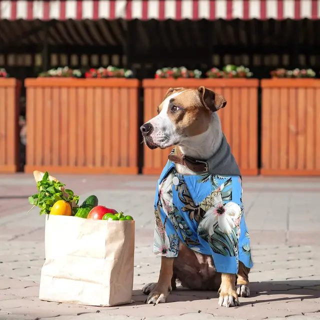 Camisa Hawaiana Para Perro, Estilo Hawaiano, Ropa De Verano Para