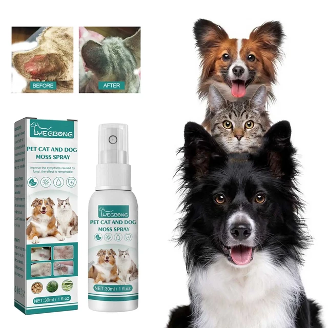 Dermatitis On Dogs Treatment tca.dothome.co.kr