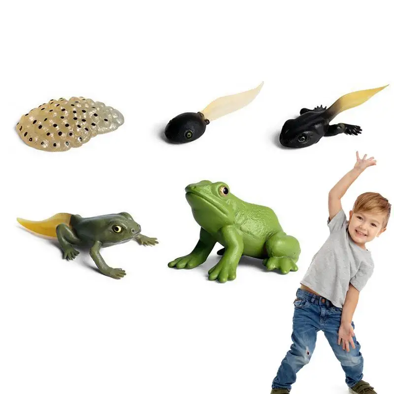 

Life Cycle Figurines Life Cycle Figures Toy Set Of Frog With 5 Life Stages Classroom Accessories Party Supplies Desktop