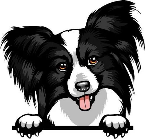 For B/W Papillon Peeking Dog Breed Color Window Wall Laptop Sticker W/Proof