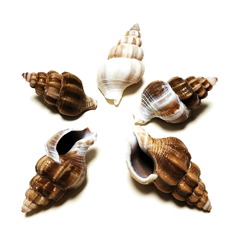 Multi-style Seashells Natural Shells For Crafts Wedding Ornament Nautical  Decor