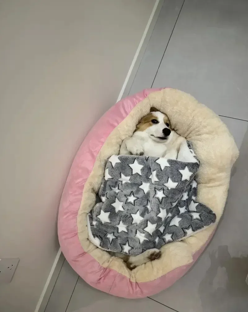 Dog on bed relaxed