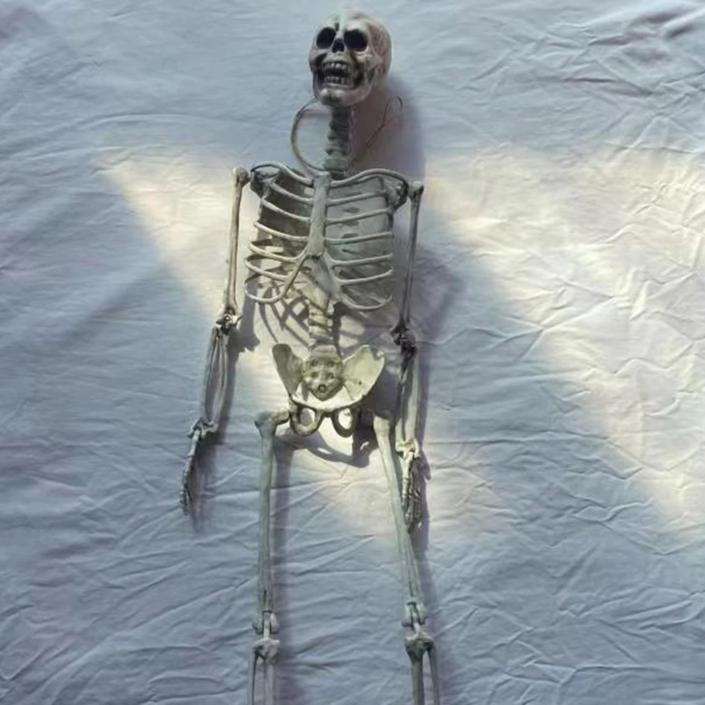 Royelux 90 cm skeleton prop close-up of skull and torso