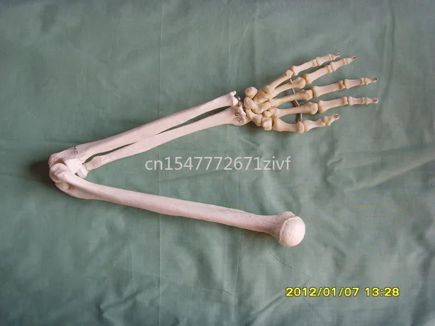 

Factory Direct Sales Human Skeleton Upper Limb Elbow Joint Ulna Radius Hand Bone Model Specimen