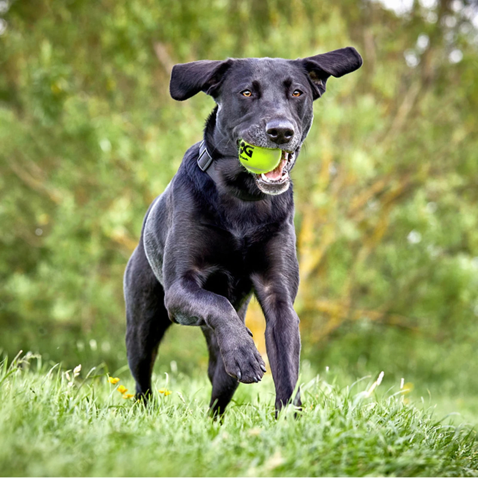 4~12 Pcs Squeaky Tennis Balls for Dog Toy, 2.5'' Small or Medium Breed Dogs Traning Easy Fetching Balls Highly Bouncy