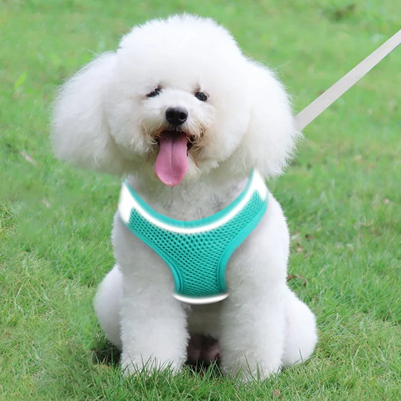 작은 고양이 산책 개 조끼, 손 잡는 밧줄, 테디 아웃, 찢어짐 방지, 느슨한 반사 가슴 스트랩 강아지