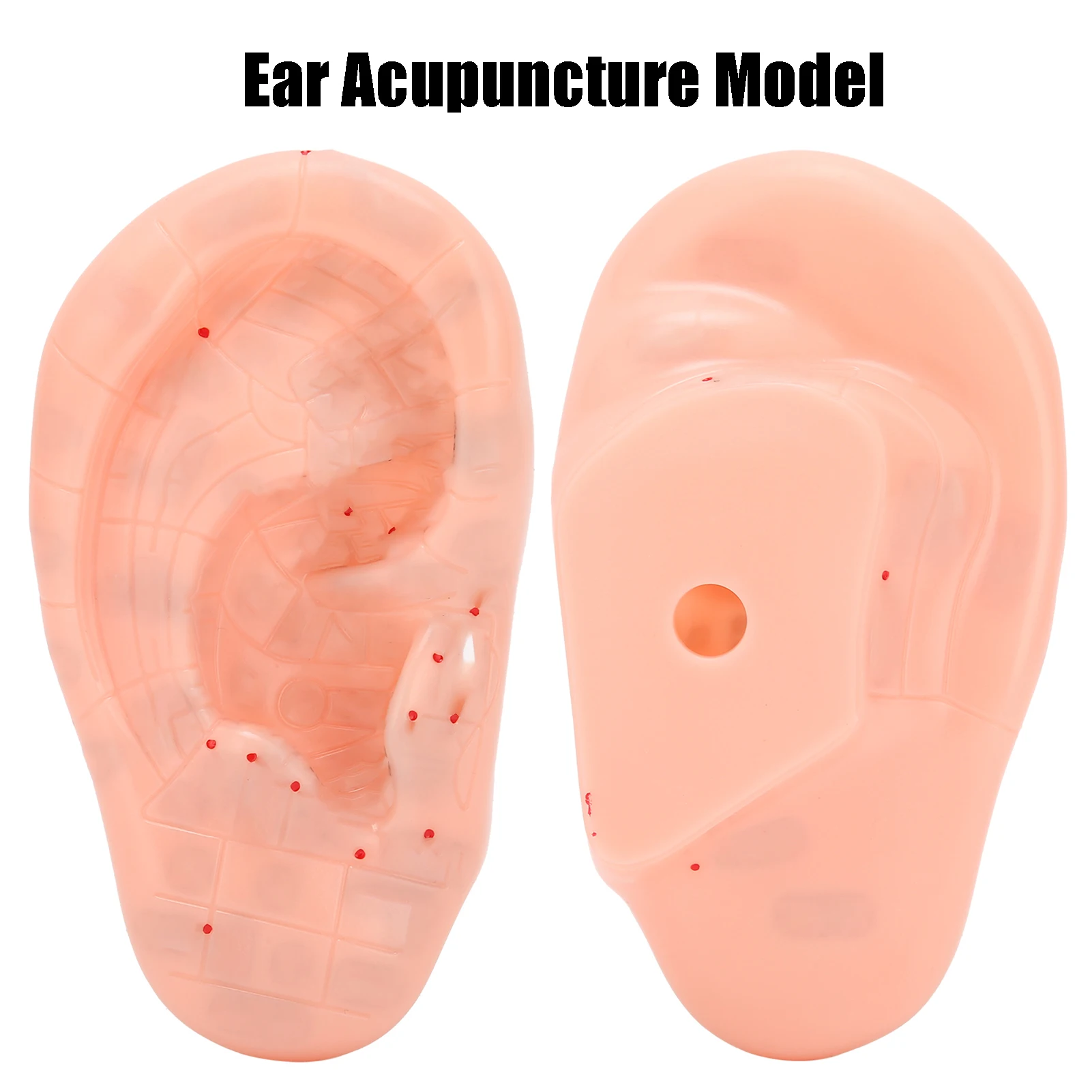 13cm Ear Acupoint Model Ear Zone Model Ear Acupoint Pressure Point Learning Human Acupuncture Model Human Ear Acupuncture Model