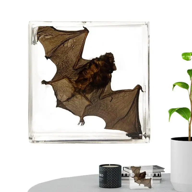 

Real Bat Specimen Acrylic Specimen Ornament Bat Specimen Decoration In Resin For Tabletop Decor Enlightening Knowledge Piece