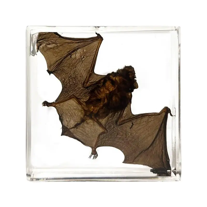 

Framed Bat Specimen Acrylic Small Bat Specimen Decoration Tabletop Real Bat Animal In Resin Enlightenment Knowledge Bookshelf