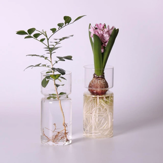 Hyacinths Hydroponic Terrarium Plant Vases