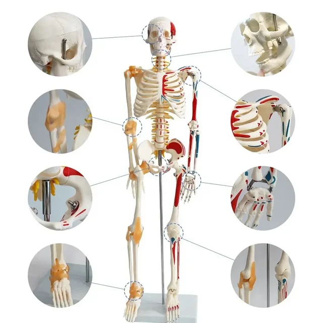  Modelo de esqueleto humano, tamaño medio - con