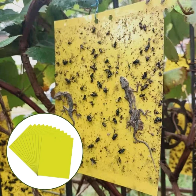 30-100Db Rovar Ragacsos Tábla Csapda Sárga Kétoldalas Ragasztó Matrica Légy Fogó Hibák Flpwer Cserepes Kerti Kártevőirtó Készletek - Image 4