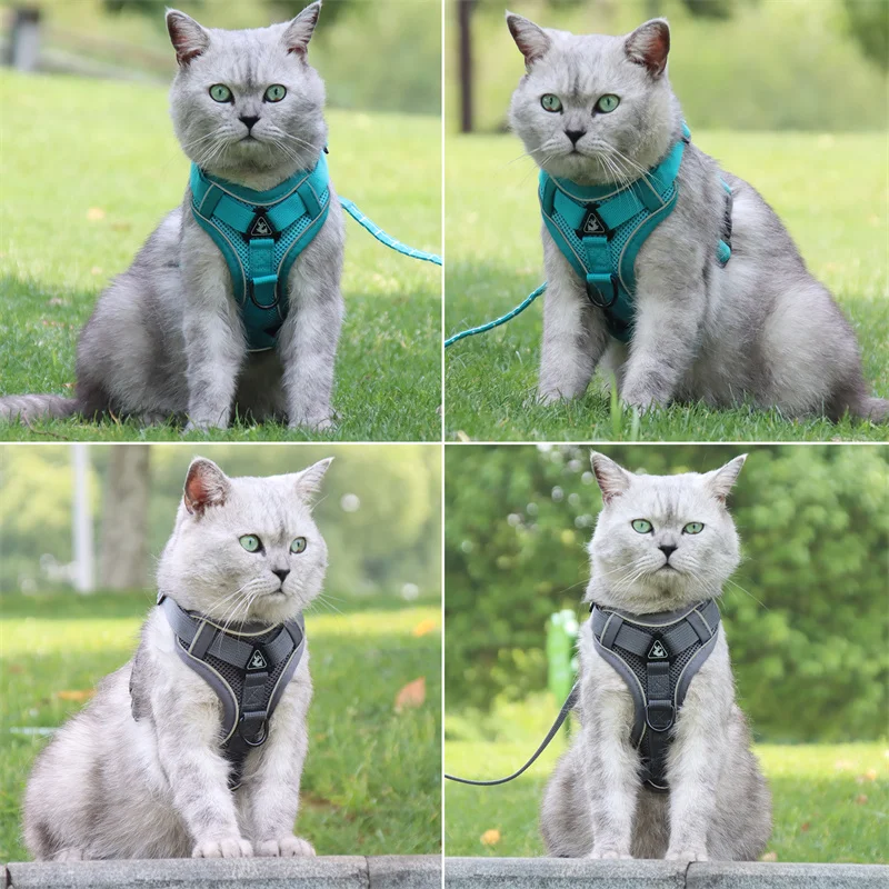 Reflective sphynx cat harness and leash