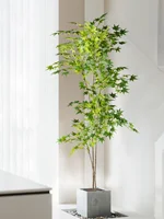 70–140 cm Falskt japansk lønnetre