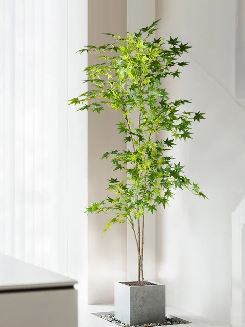 70–140 cm Falskt japansk lønnetre