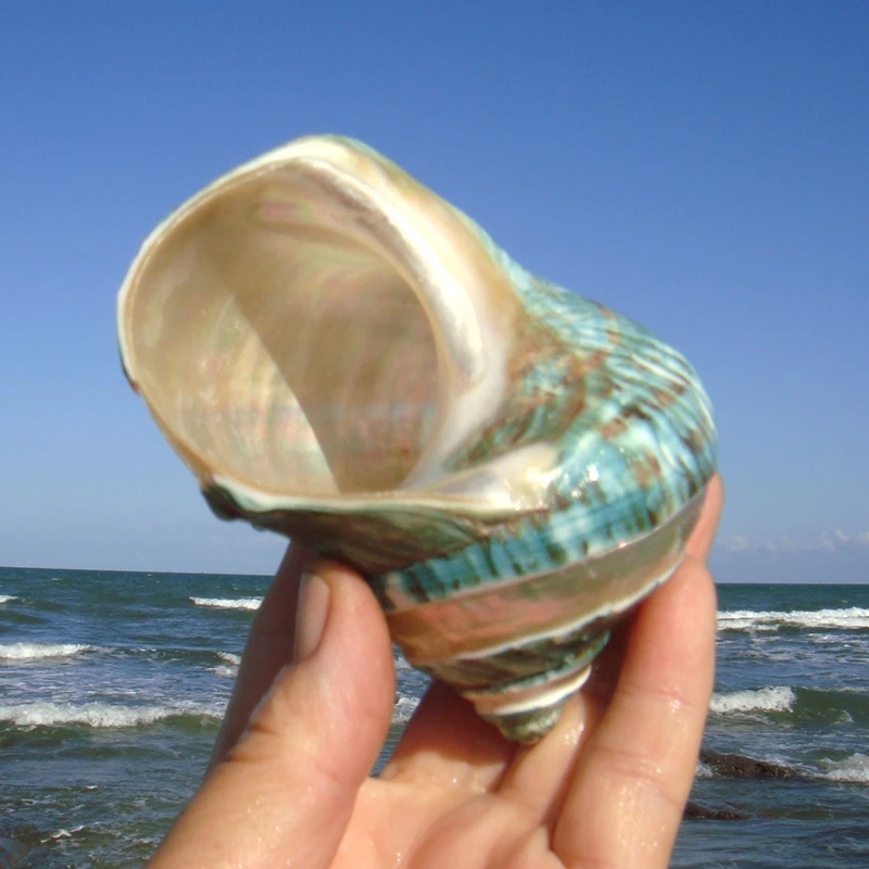 Conch Shell Starfish Striped Green Conch hermit Crab Fish Tank Landscape Home Ornament Birthday Gift natural shell ornaments resin starfish ornaments