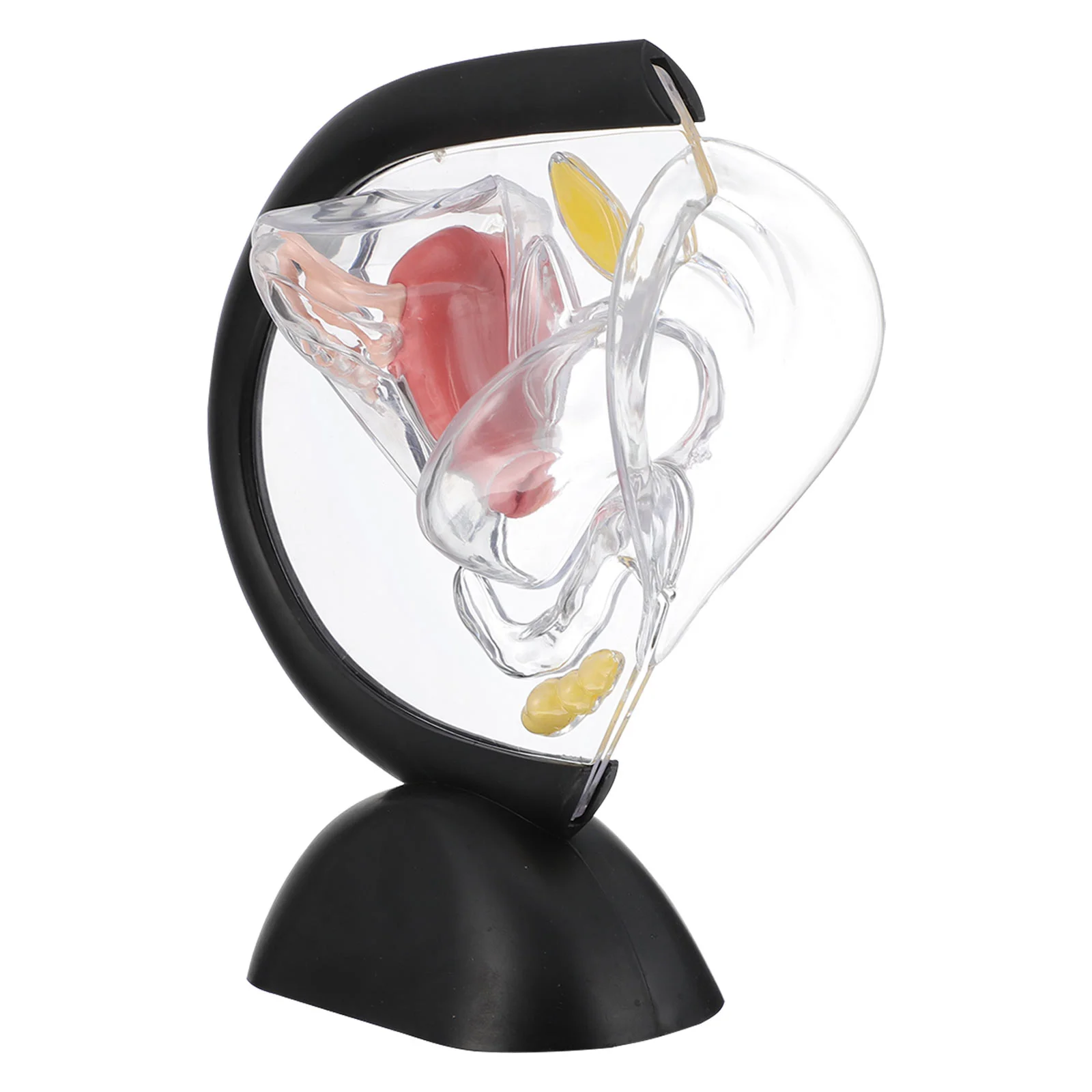 

Transparent Uterus Model Medical Wall Models Teaching Tool Structure Visible Organ Supply Women
