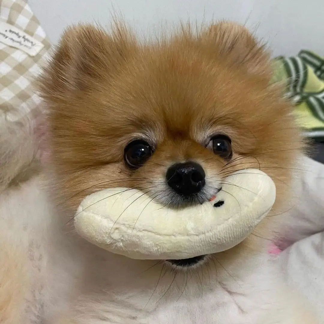 Jouet en peluche durable pour chien en forme de banane