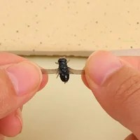2pcs Funny Realistic Tiny Black Fly Stud Earrings for Men and Women Spoof Personalized Insect Earrings Fashion Jewelry Gifts - Image 5