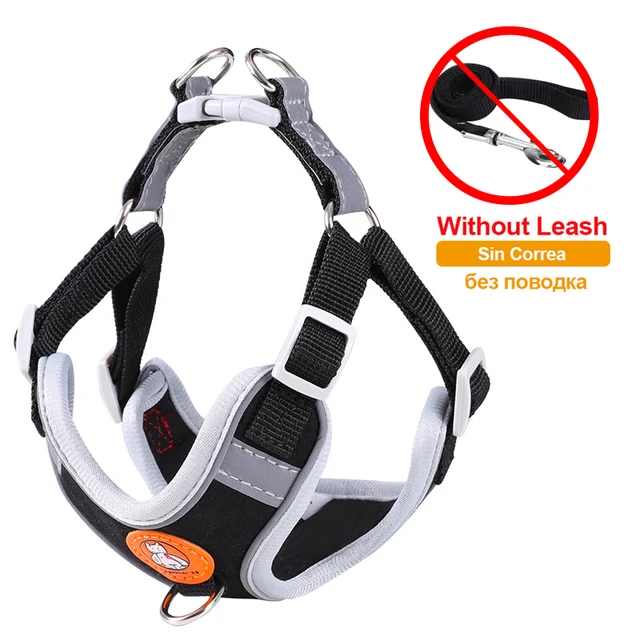 black-no-leash