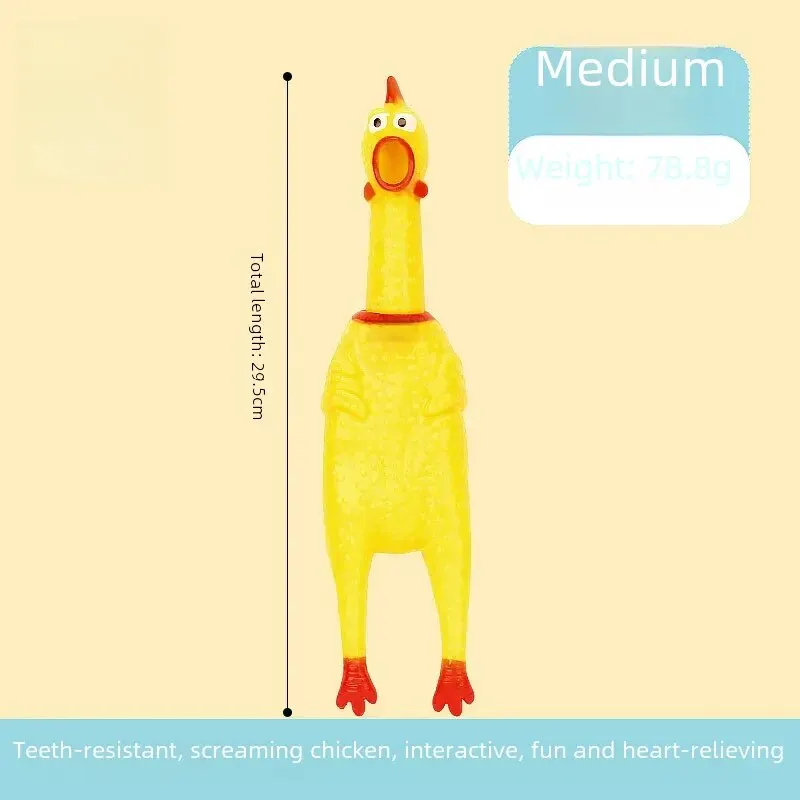 Medium-sized miserable chicken