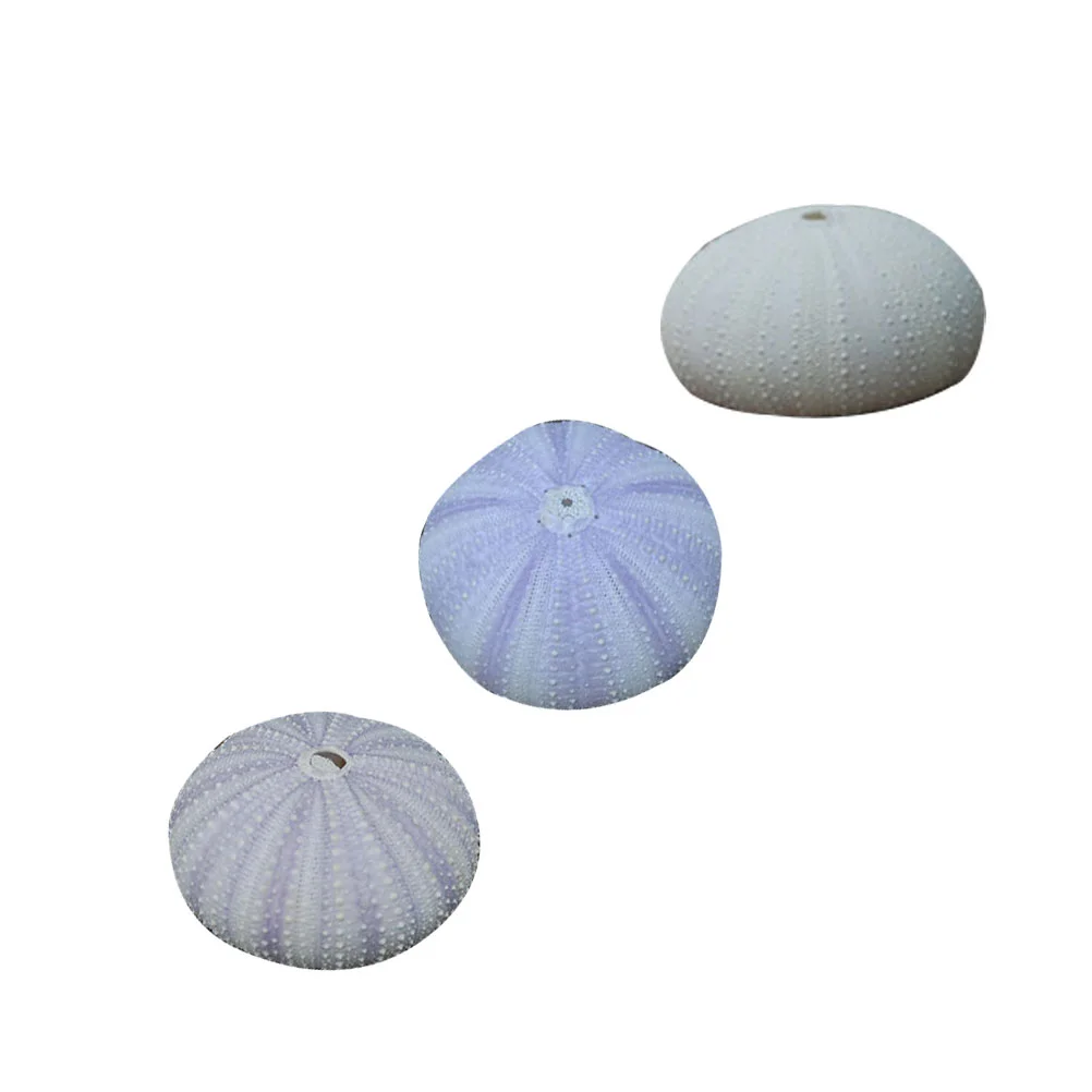 3 Pcs Desktop Shell Ornament Dried Small Planting Holder Sea Urchin Shells