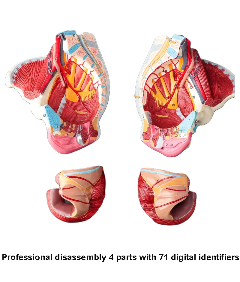 HZHXIFUF Medical Models, 6-Part Anatomy Model Of Female Pelvis, Pelvic Floor Muscles And Reproductive Organs Removable Organs Include Uterus,Colon And Bladder 11X8.5X9.5 Inches