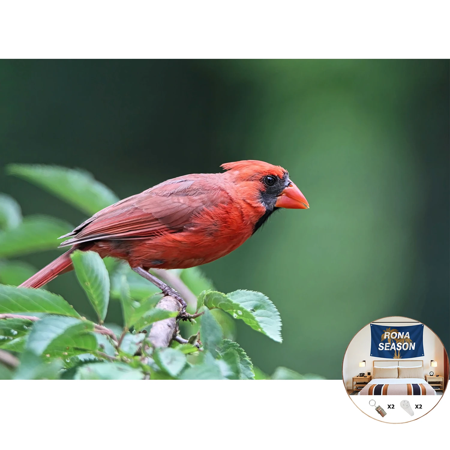 

Cardinalis Flag Tapestry Northern Cardinal Nature Flags Polyester 100D Outdoor Durable College Party Parties Decorations