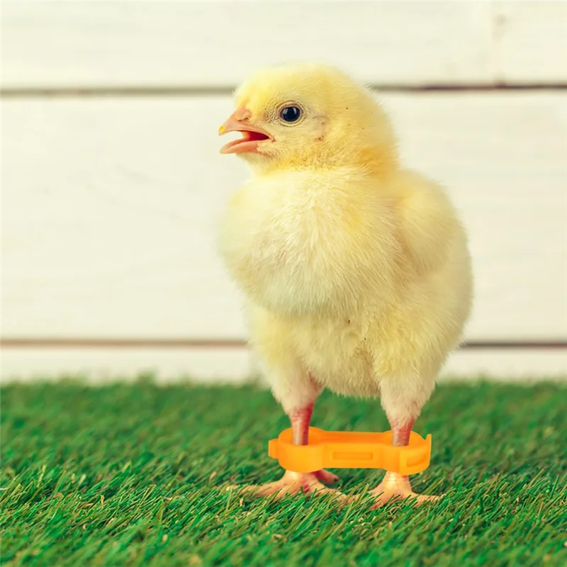 BQ-Baby Chick Splay Leg Hobble Brace, 12Pcs 치킨 호블 브레이스, 치킨 레그 호블, 가금류 다리 밴드