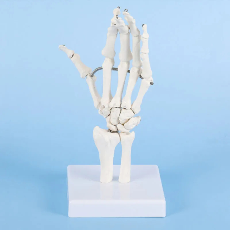 DARHMMY 1:1 Size Human Hand Joint Model Hand Skeleton Bone Wrist Vola Palms Skeleton Model Medical Science Teaching Supplies