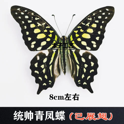 Real Butterfly Specimen Insect Specimen Teaching Specimen DIY Self-sealing Bags Optional Varieties  home accessories 