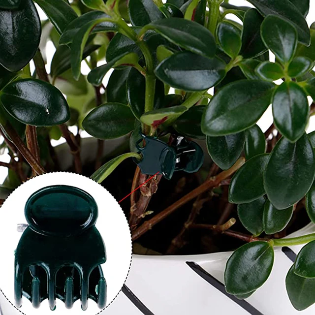 20Db Phalaenopsis Orchidea Kertészeti Szőlő Rögzítő Klip Műanyag Oltó Virágkerti Növényi Klipek A Szárbotok Rögzítéséhez - Image 4