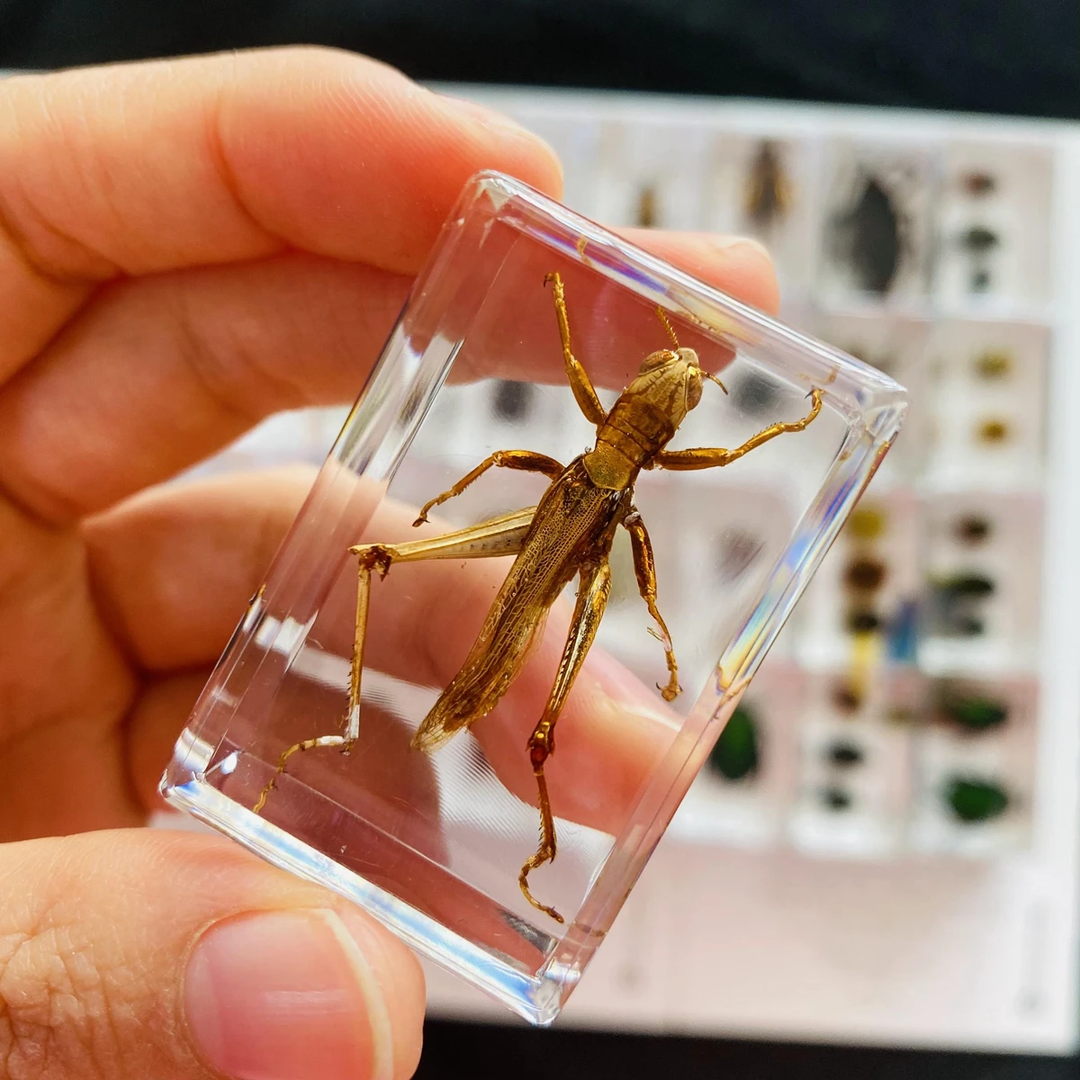 1Pcs Various Insect Specimen in clear Resin Paperweight Specimen 