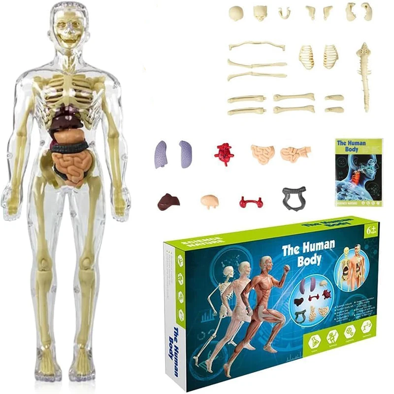 

3D Human Body Torso Model Anatomy Skeleton Model Removable Scientific Interactive Anatomy Organs Kit Kids Study Educational Toys