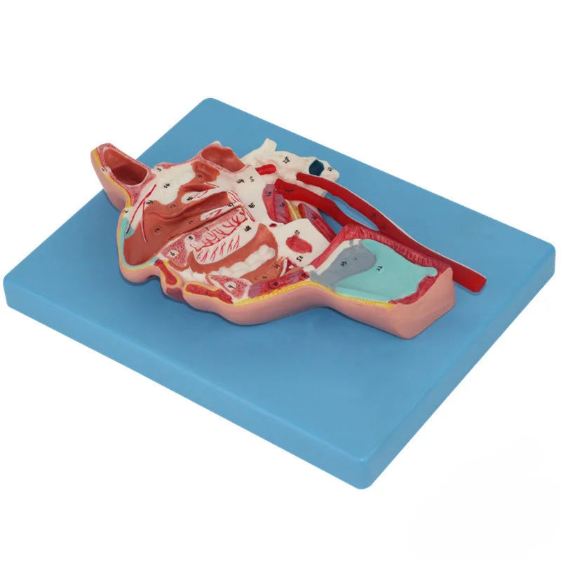 Anatomical model of blood vessels and nerves on the inside and side of the mouth/nose/pharynx/larynx, medical teaching tool