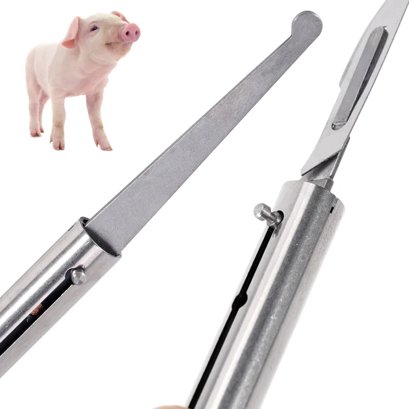 돼지 제거기구, 제거칼, 번 칼, 수의사, 무성화, 사육, 농부, 장비, 제거 도구, 가축