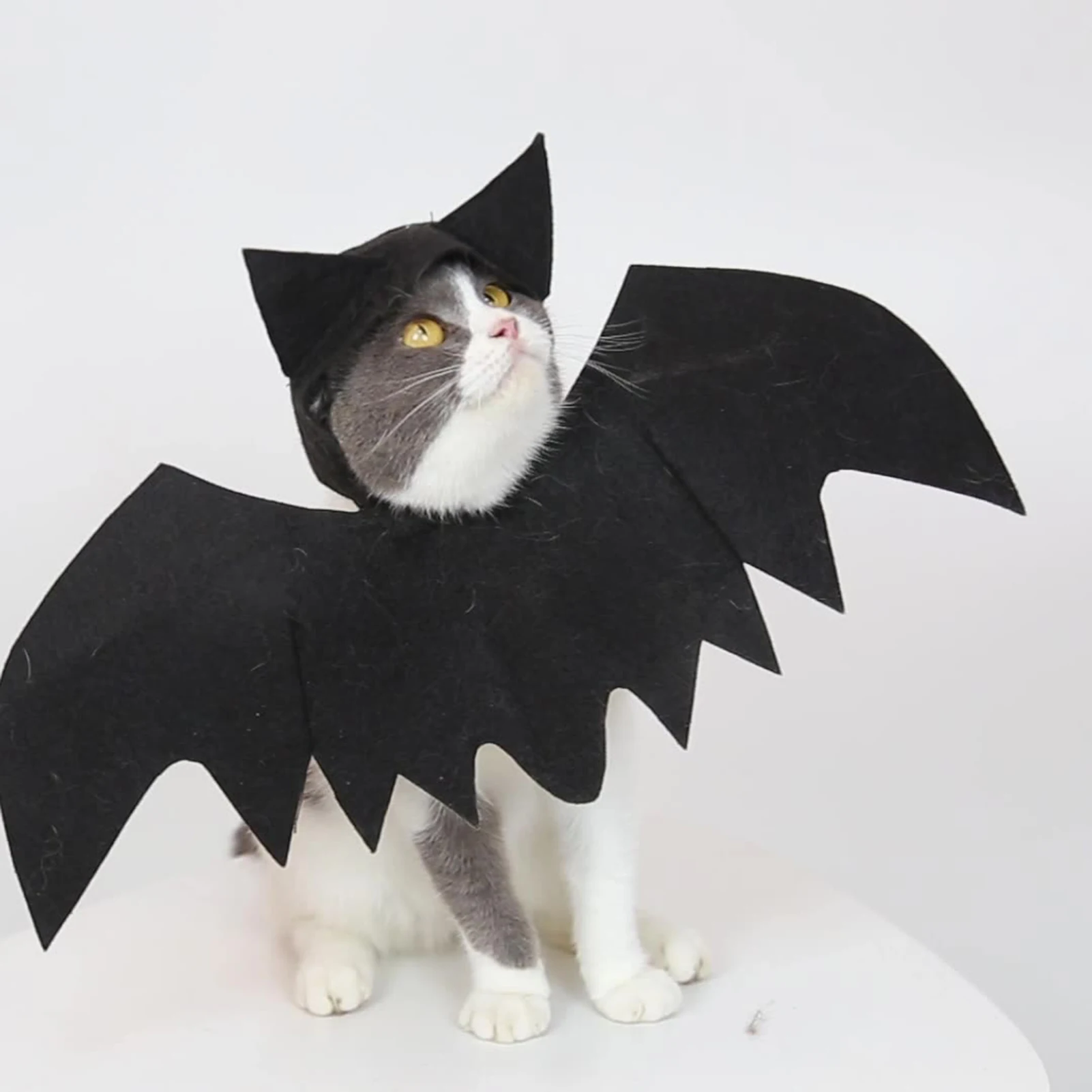 Cat Accessories Halloween Costume Bat Dog Costumes Halloween