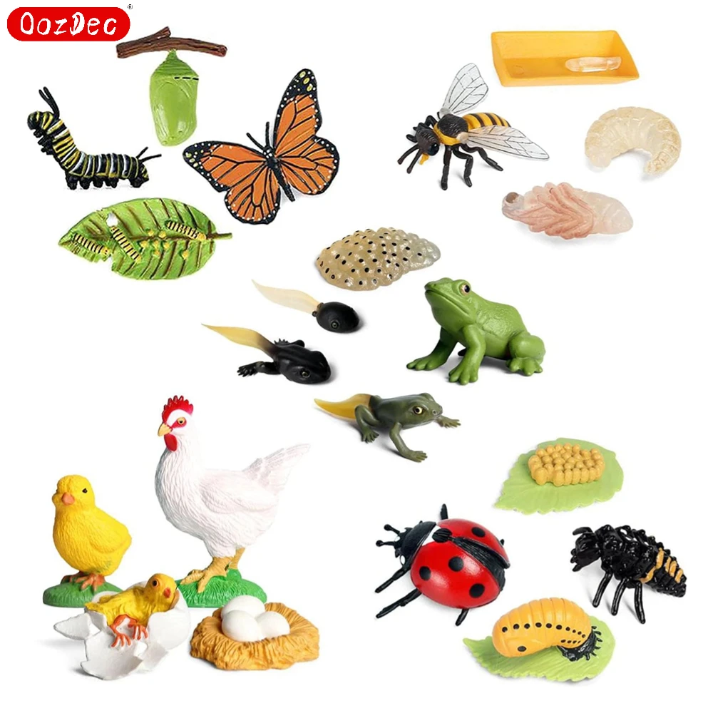 

OozDec Simulation Small Animal Model Toy Growth Life Cycle Frog Turtle Chicken Montessori Kindergarten Teaching Aids Wholesale