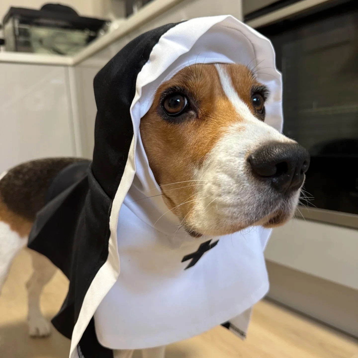 Diy Costumes Penguin Costumes For Dogs Dog Nun Clothes Cat Dog