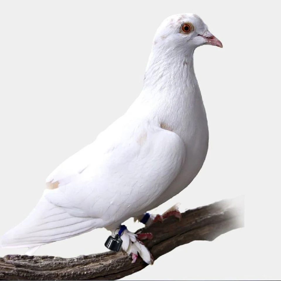 Lightweight Cat Tracker Collar with GPS Functionality